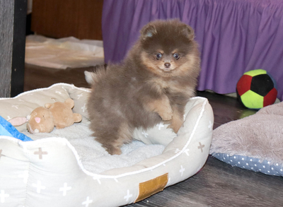 Валентра стар