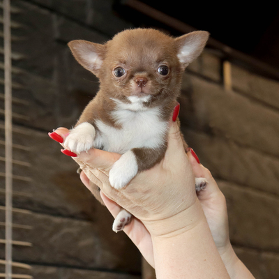 Валентра стар