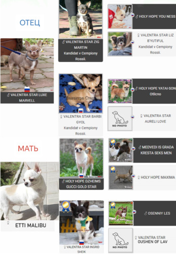 чихуахуа,Купить чихуахуа,чихуахуа,купить щенка чихуахуа,щенки чихуахуа