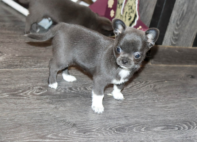 Валентра стар