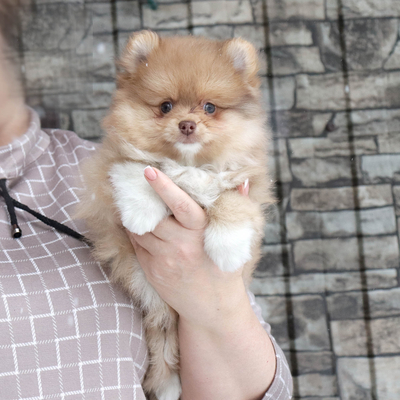 Валентра стар