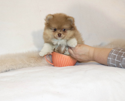 Валентра стар