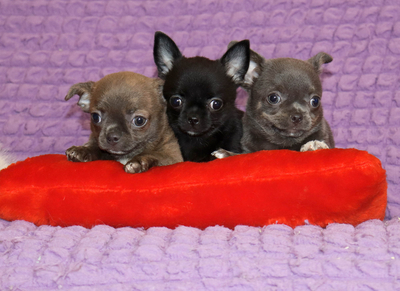 Валентра стар