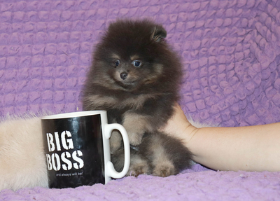 Валентра стар