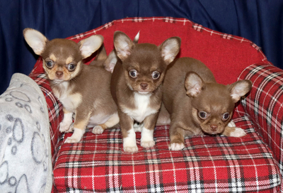 Валентра стар