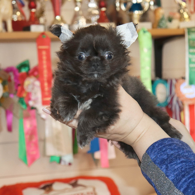 Продается Голубой чихуахуа