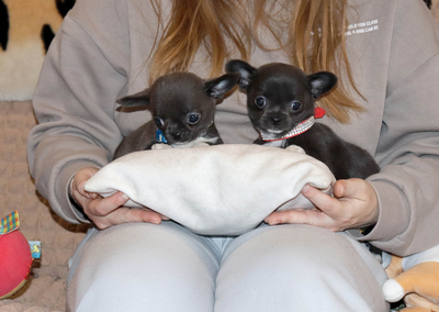 Валентра стар