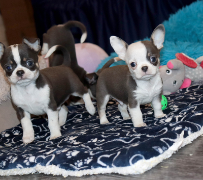 Валентра стар