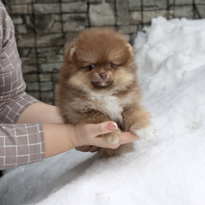 Продается Шоколадный шпиц