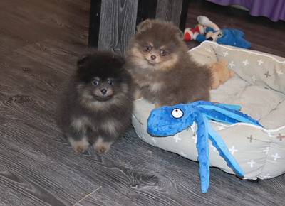 Валентра стар