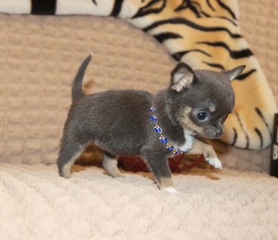 Валентра стар