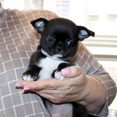 Продается Купить Чихуа в Москве