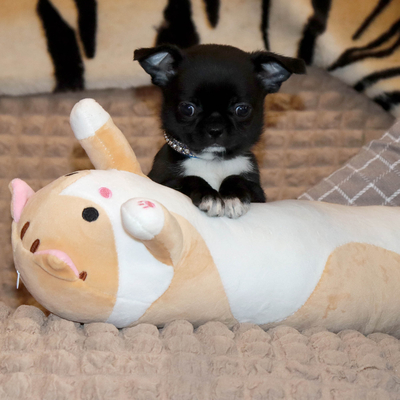 Валентра стар