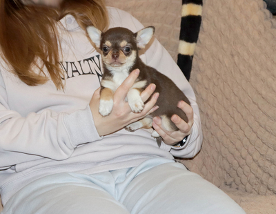 Валентра стар