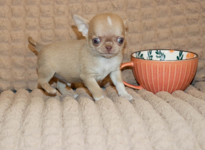 Валентра стар