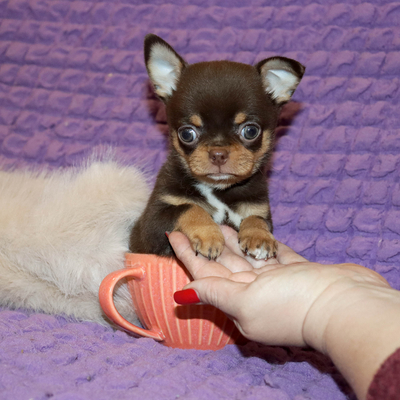 Валентра стар