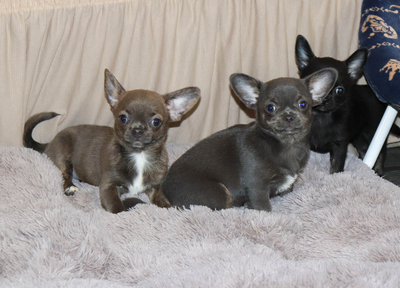 Валентра стар