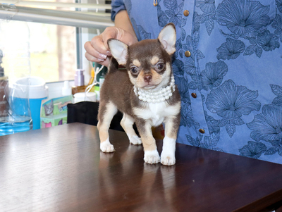 Валентра стар