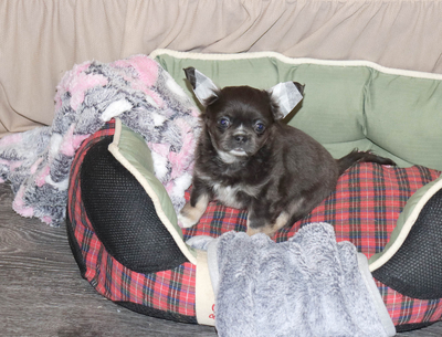 Валентра стар