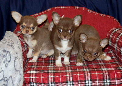 Валентра стар