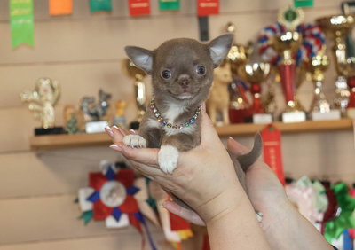 Валентра стар