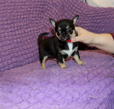 Валентра стар