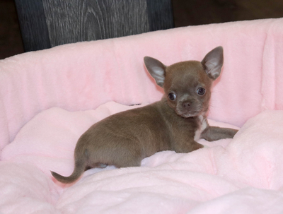 Валентра стар