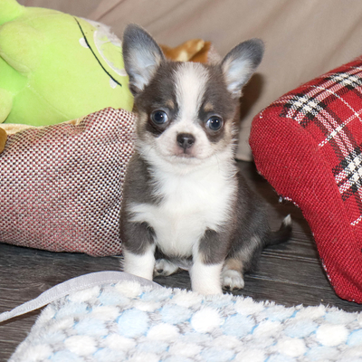 Продается Голубой чихуахуа