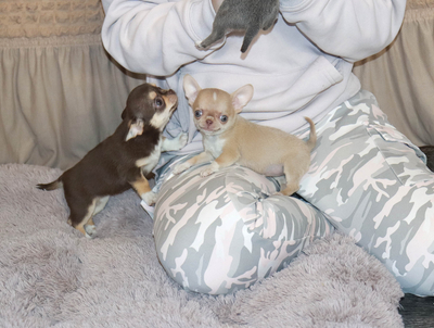 Валентра стар