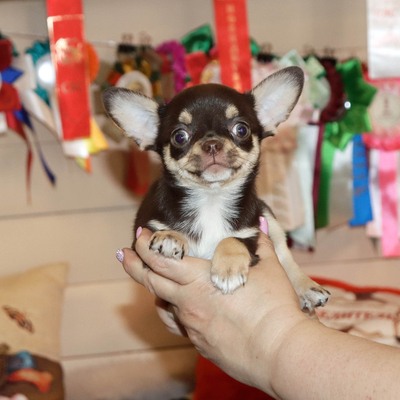 Валентра стар