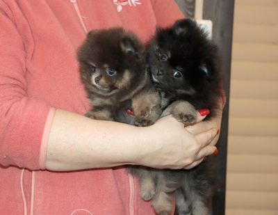 Валентра стар