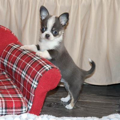 Валентра стар