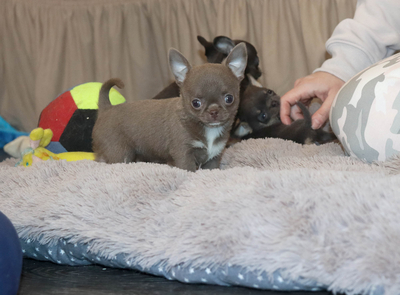 Валентра стар