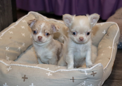 Валентра стар