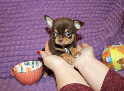 Валентра стар