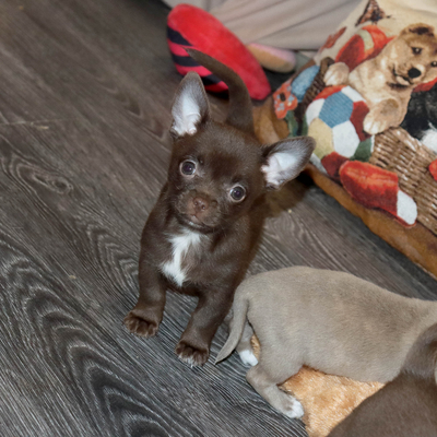 Валентра стар