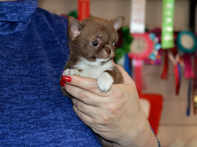 Валентра стар