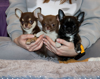 Валентра стар