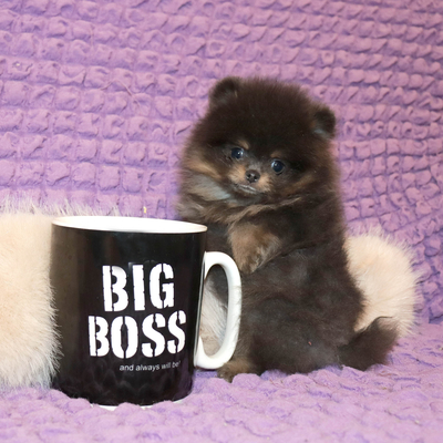 Валентра стар