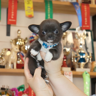 Валентра стар