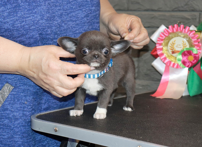 Валентра стар