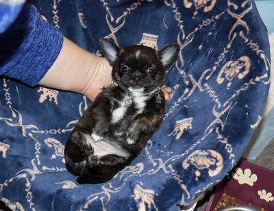 Валентра стар