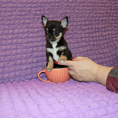 Валентра стар