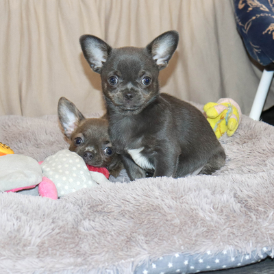 Продается Голубая чихуахуа