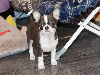 Валентра стар