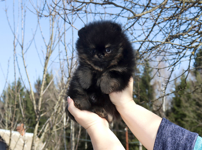 Валентра стар