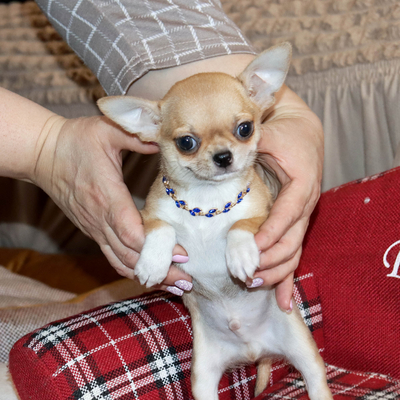 Валентра стар