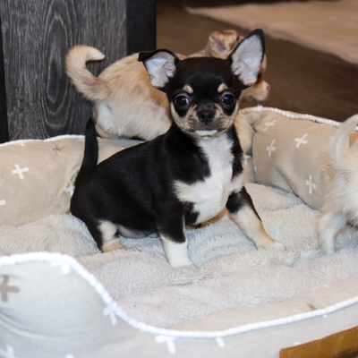 Валентра стар