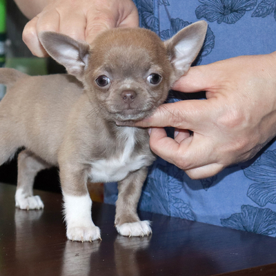 Валентра стар