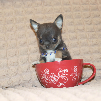 Валентра стар